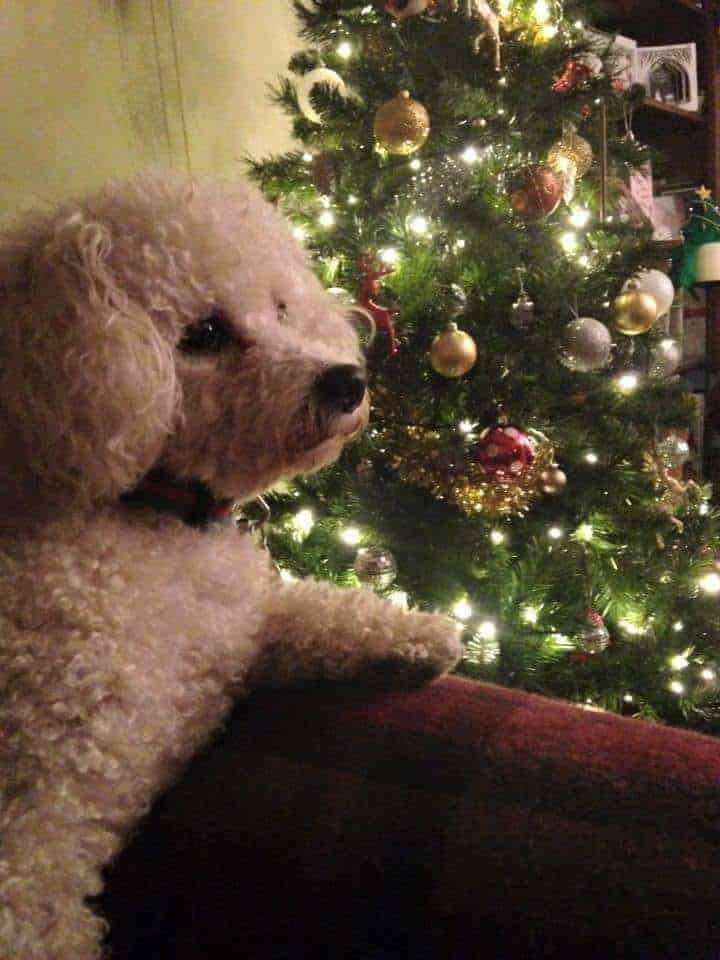 Bichon
