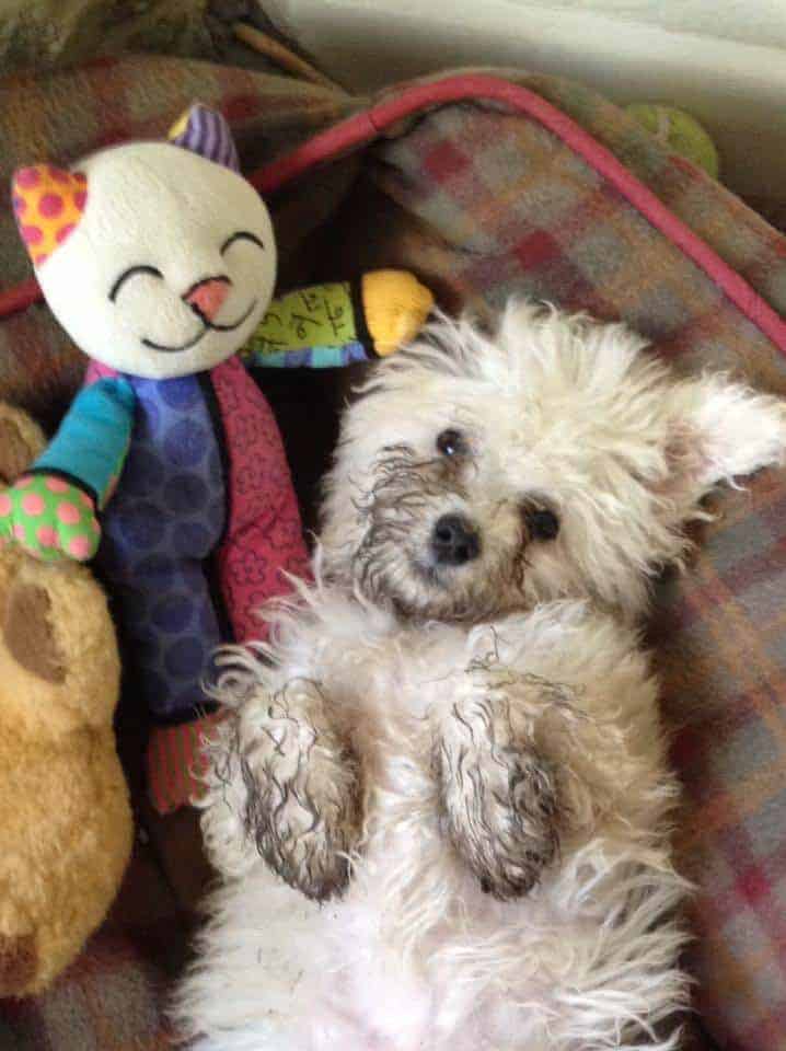 bichon dog