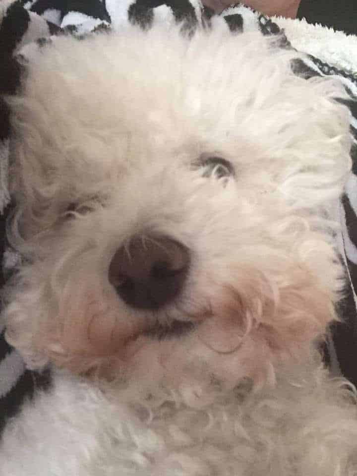 Bichon dog