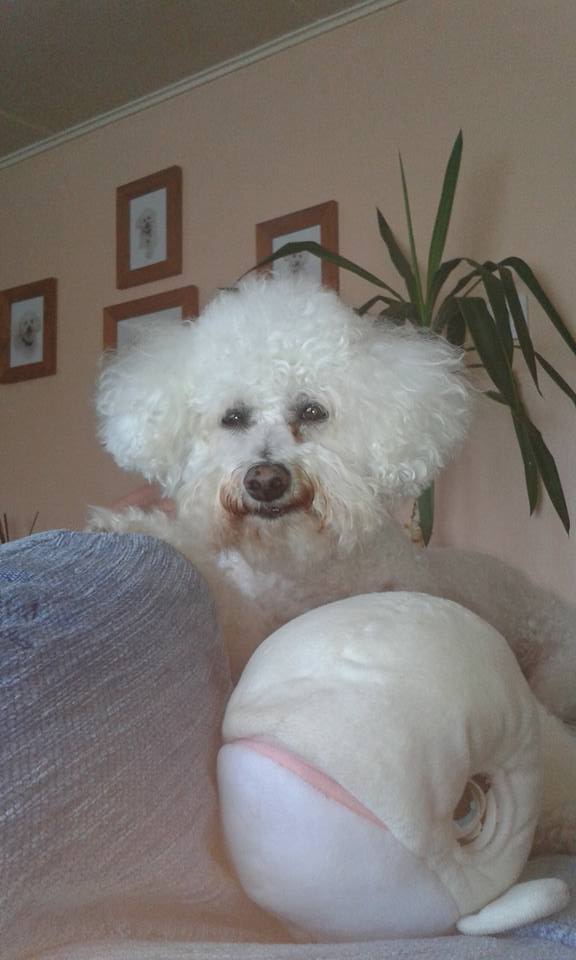 Bichon frise dog