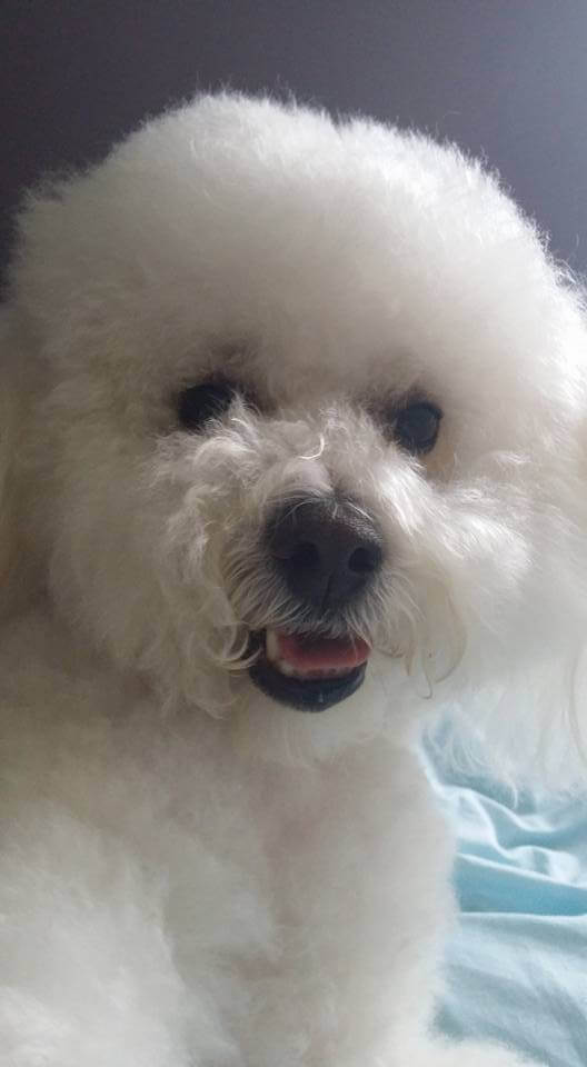 bichon dog