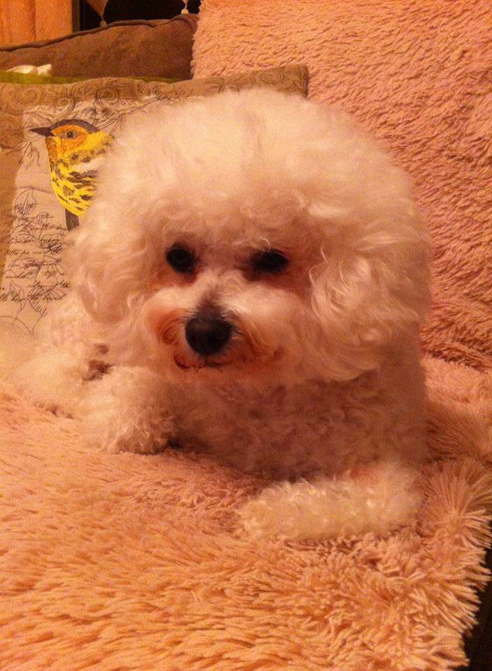 bichon dog