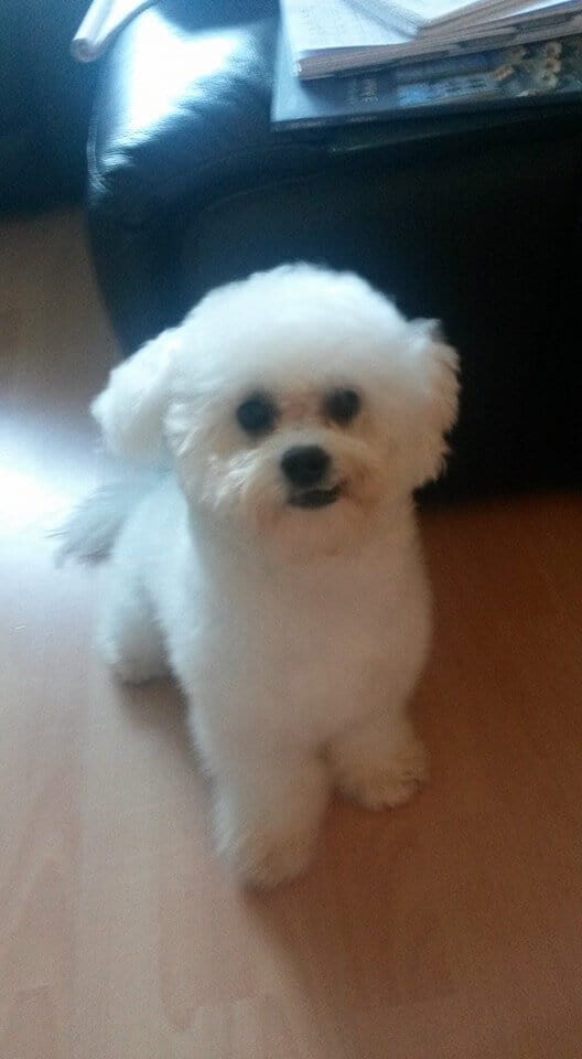 Bichon