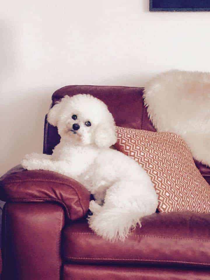 Bichon Dog