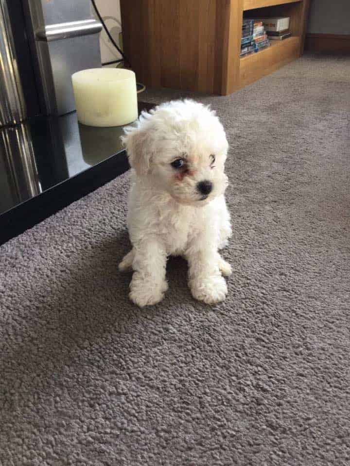 Bichon