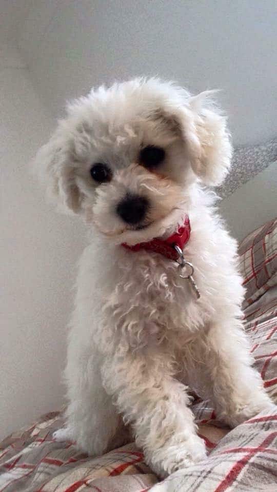 Bichon