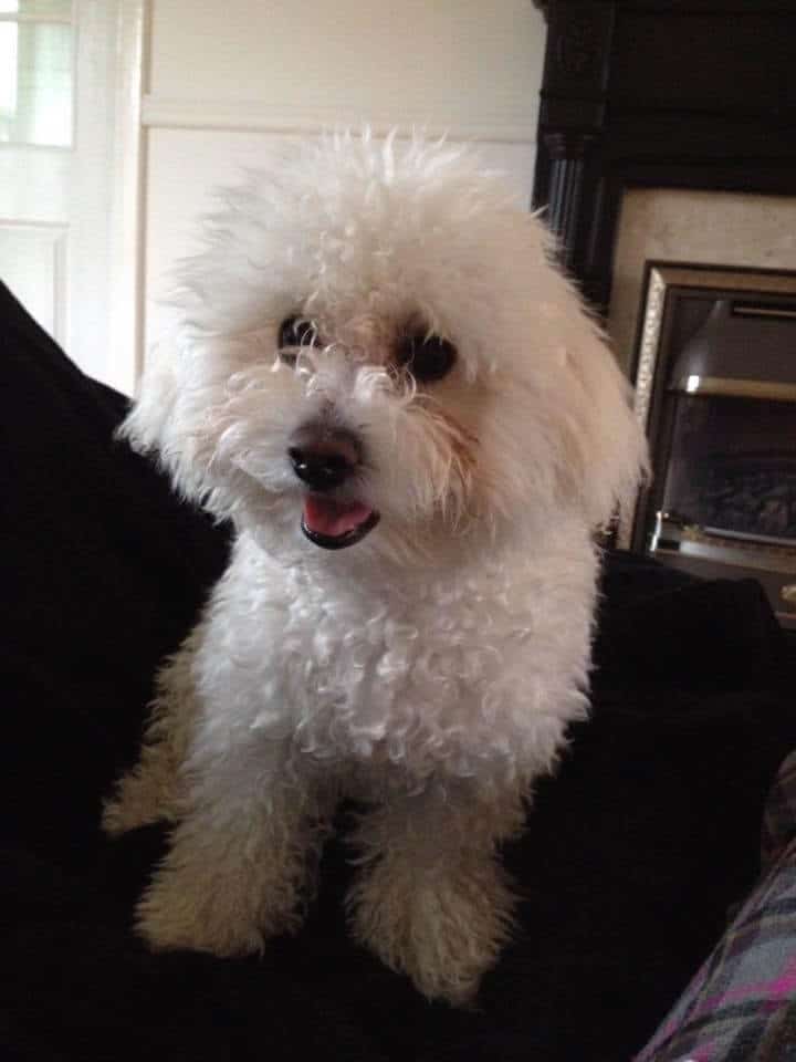 Bichon