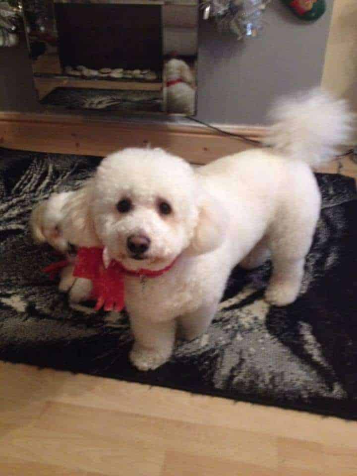 Bichon