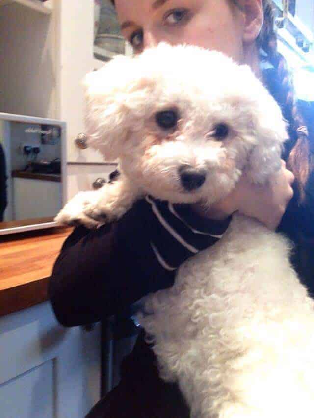 Bichon
