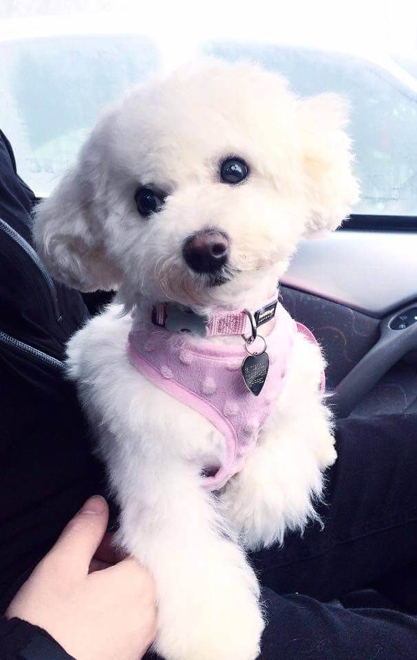 Bichon Frise