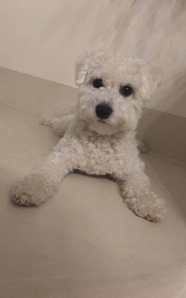 Bichon Frise Dog