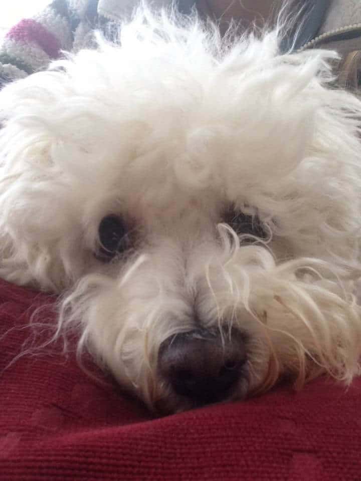 Bichon Frise Dog
