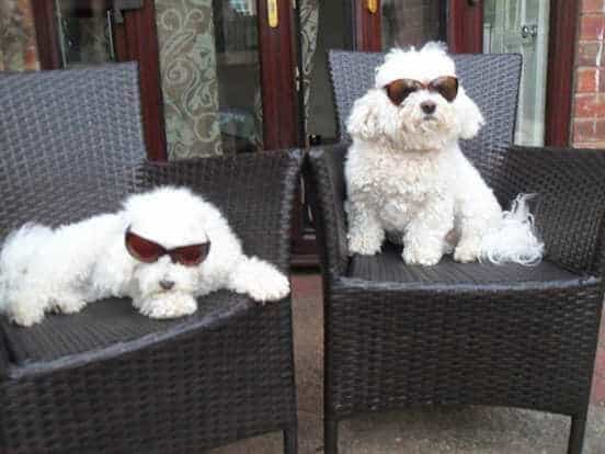 bichon Frise dog photo