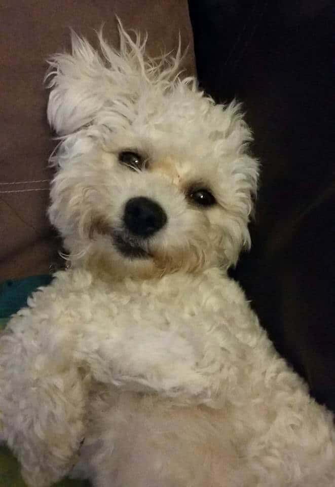 bichon Frise
