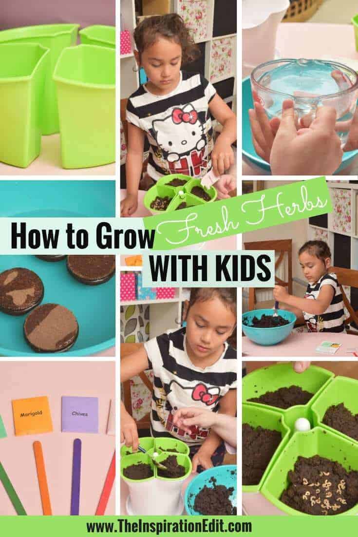 Easiest herbs to grow with kids