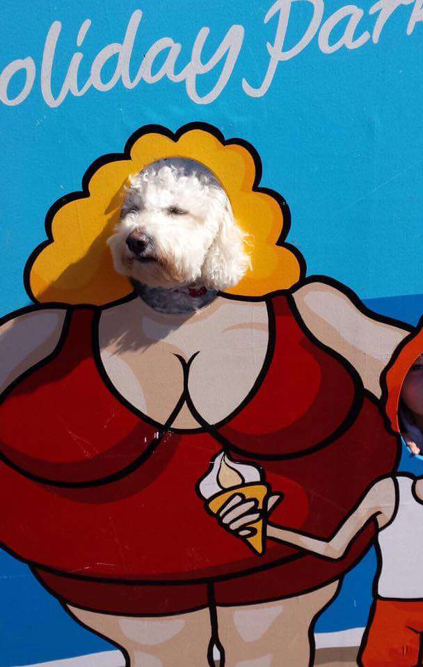 Bichon Frise Rosie