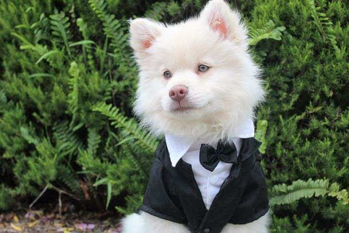 dog fashion