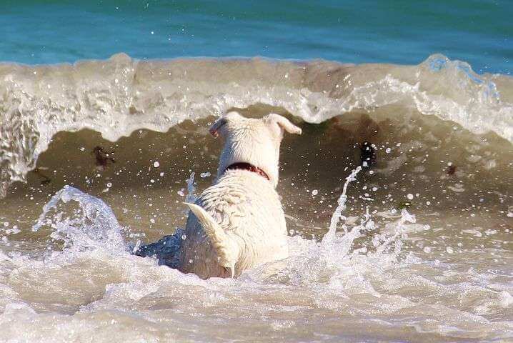 dog at the beach