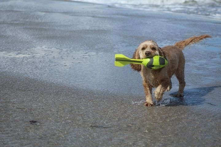 Play Catch