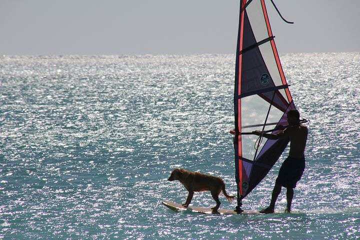 Surf with a dog