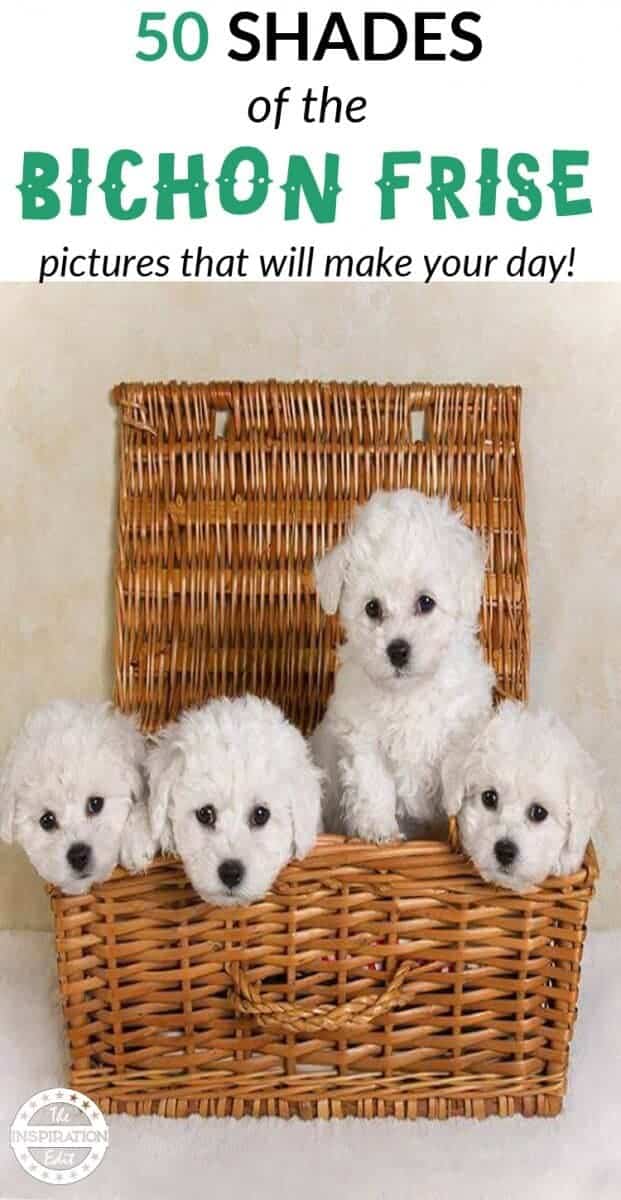 bichon frise dogs