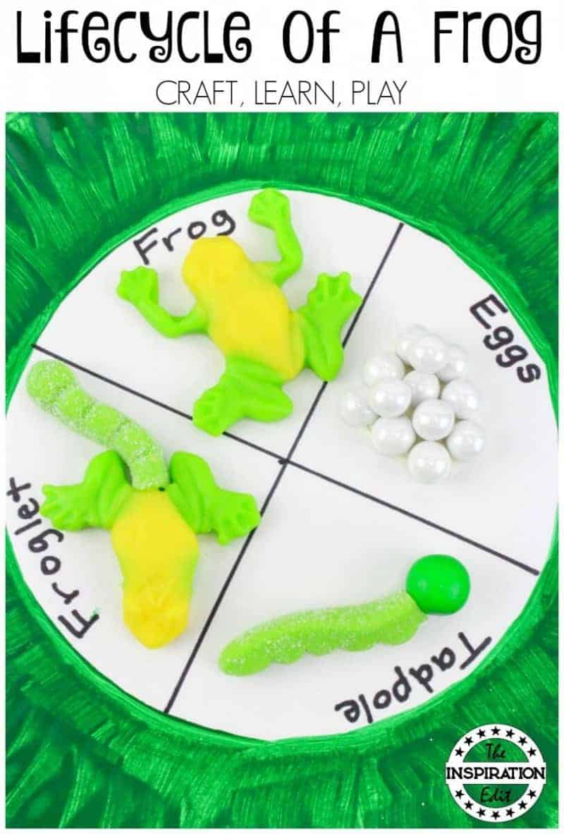 Frog Lifecycle Craft Activity For Kids · The Inspiration Edit