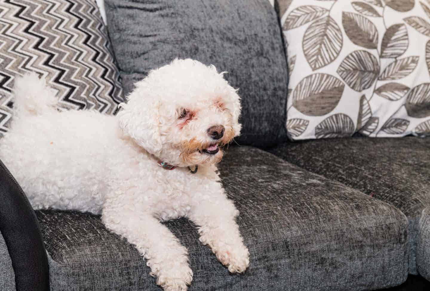casper laying on the sofa form wayfair