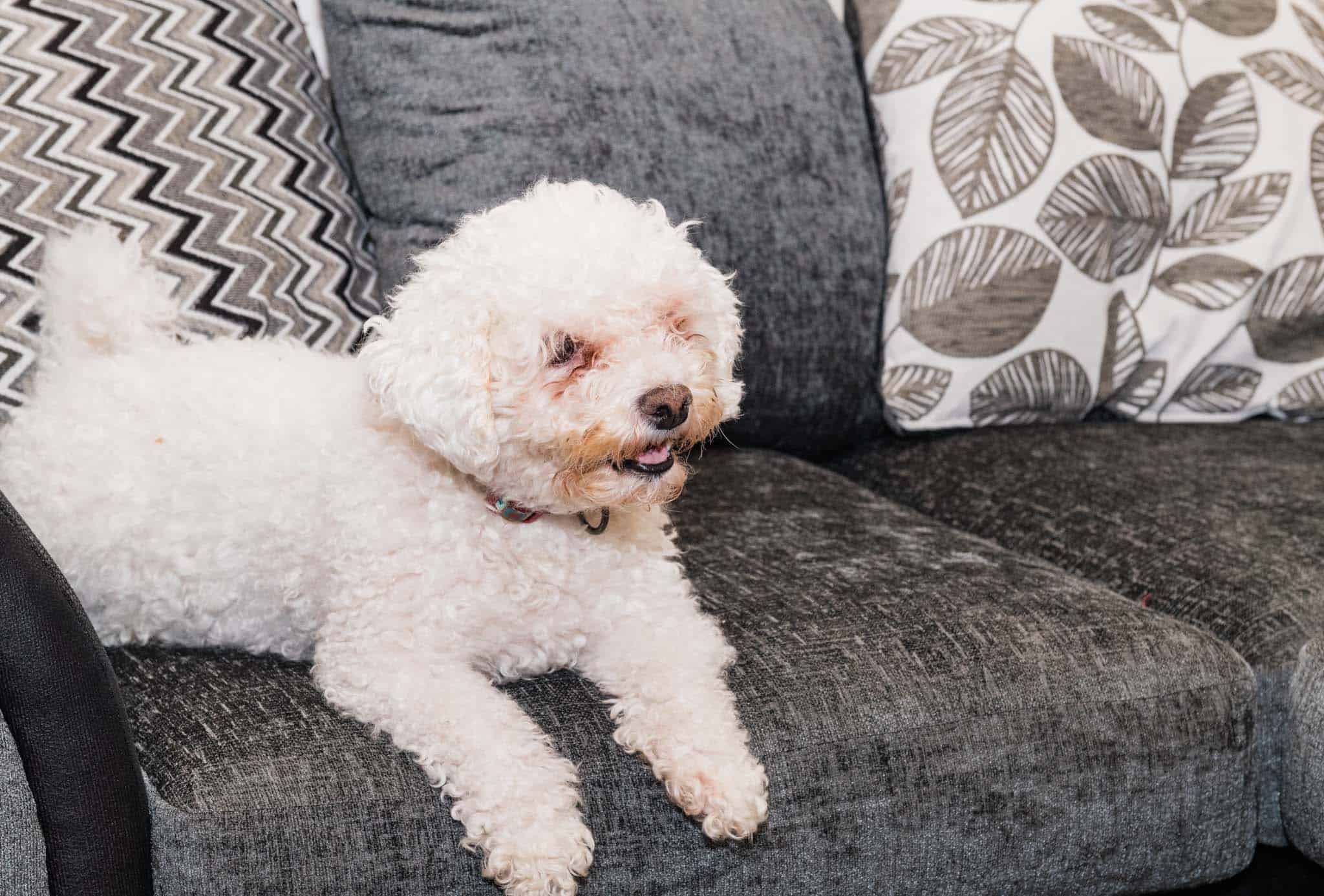casper laying on the sofa form wayfair