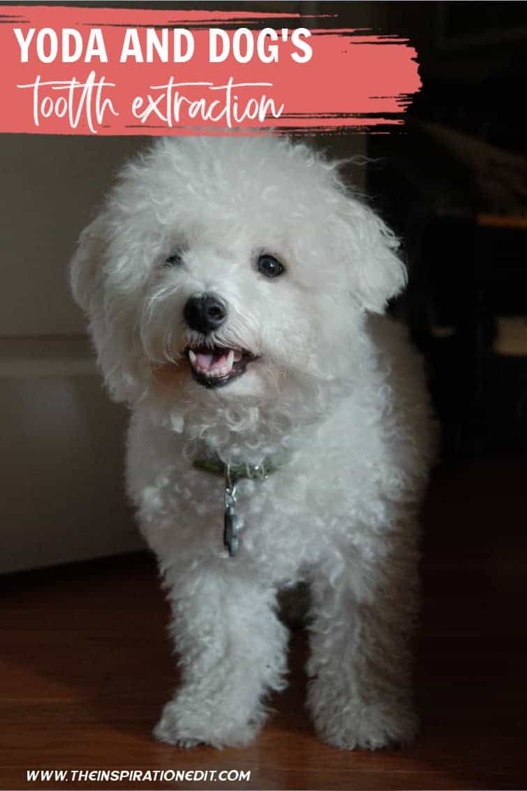 Yoda’s Dog Tooth Extraction (1)