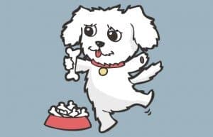 dog tooth extraction story