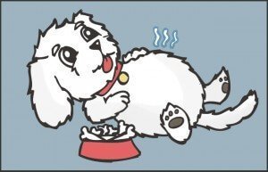 bichon frise dog tooth extraction experience