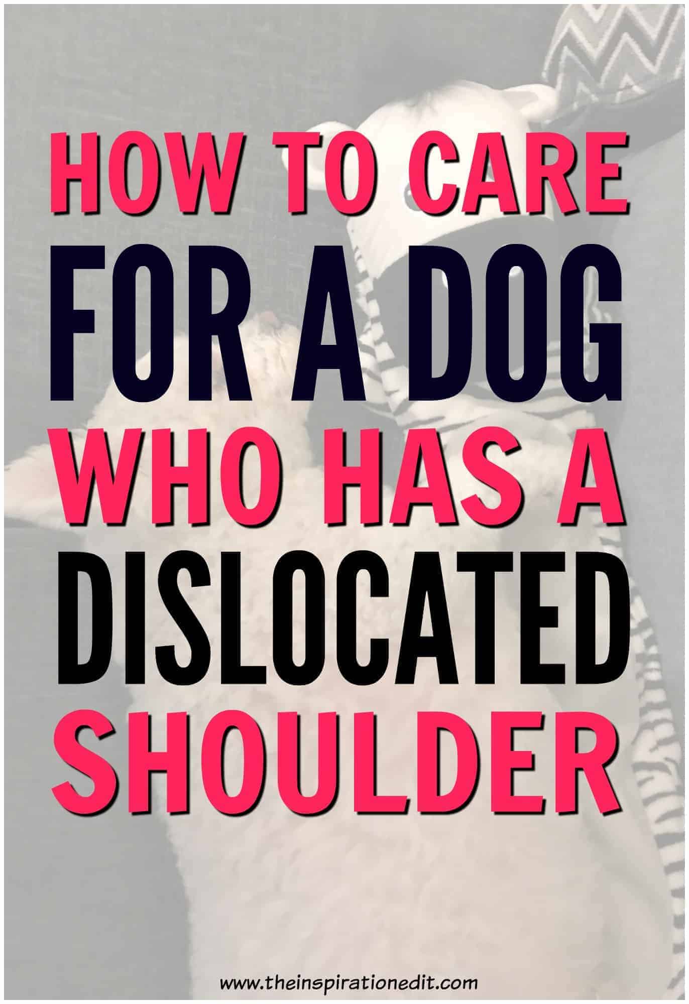 dog shoulder dislocation