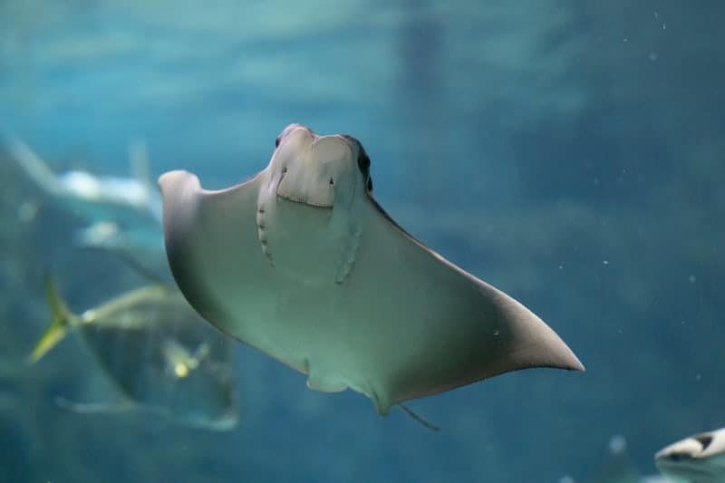Photograph of a Stingray.