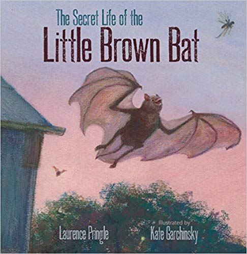 books about bats. kids book about bats
