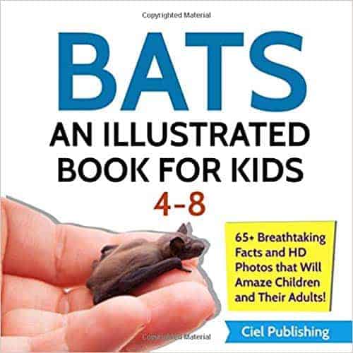 bats for kids. kids book about bats