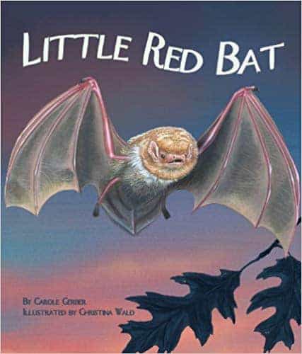 little red bat book for kids. kids book about bats