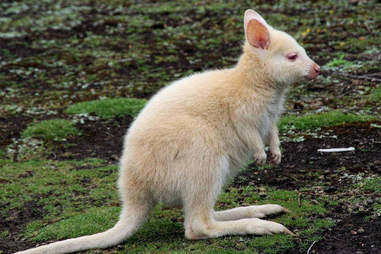 Best Places To Visit In Australia With Kids