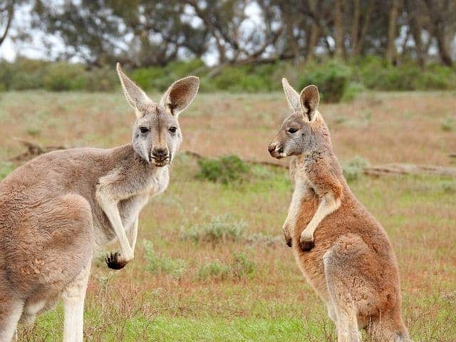 Best Places To Visit In Australia With Kids