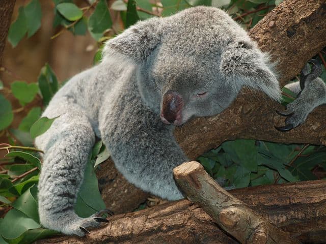 Best Places To Visit In Australia With Kids