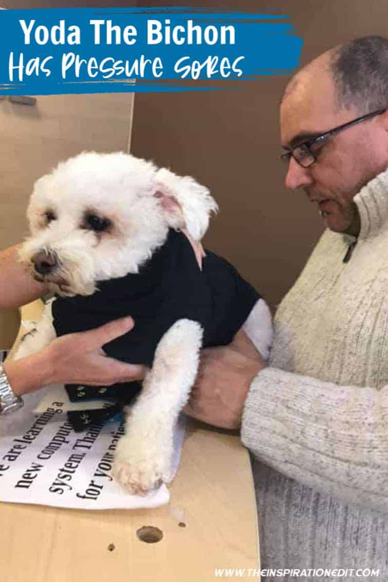 yoda the bichon