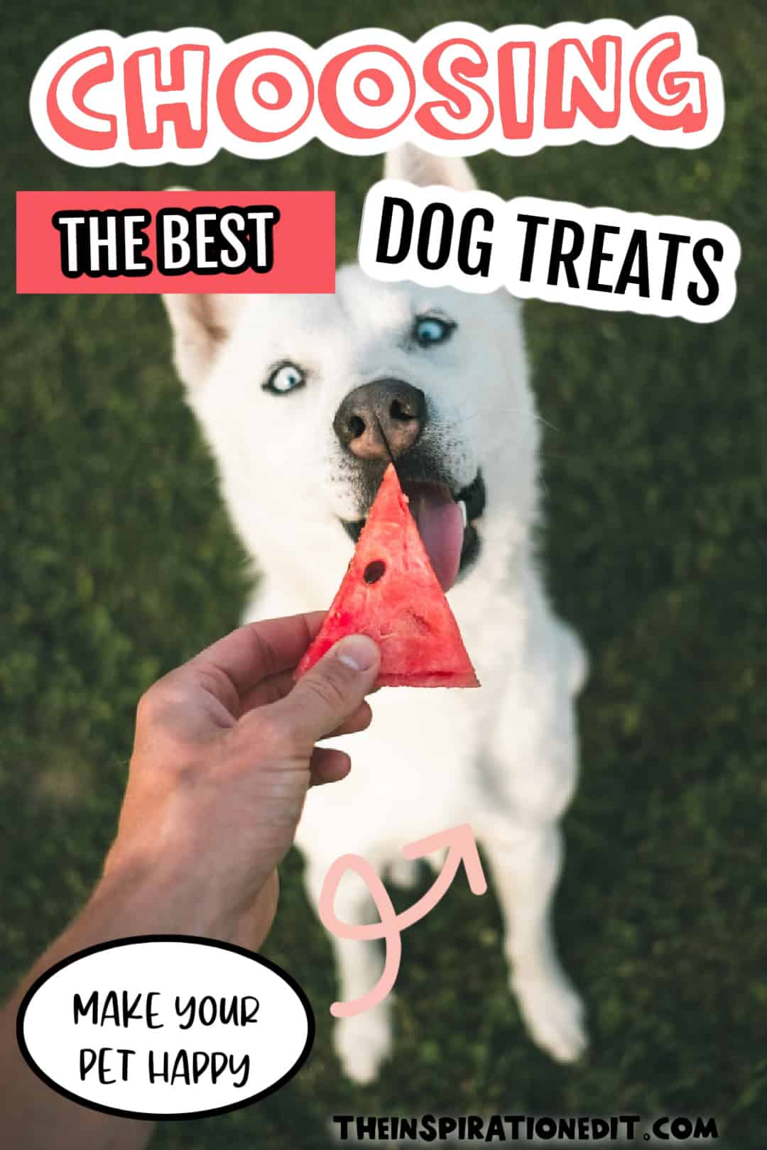 How to Choose the Best Dog Treats for Your Pet · The Inspiration Edit
