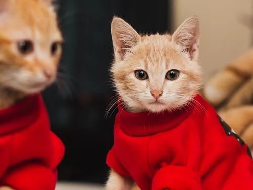 gifts-for-pets-