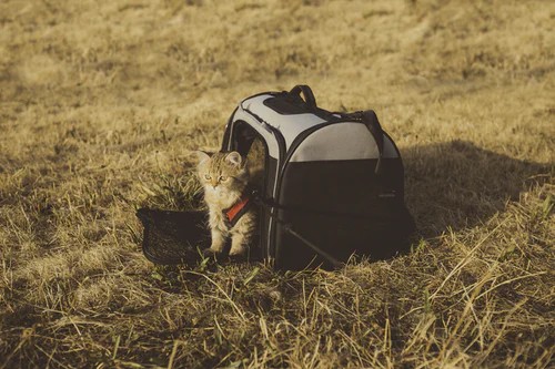 gifts-for-pets-