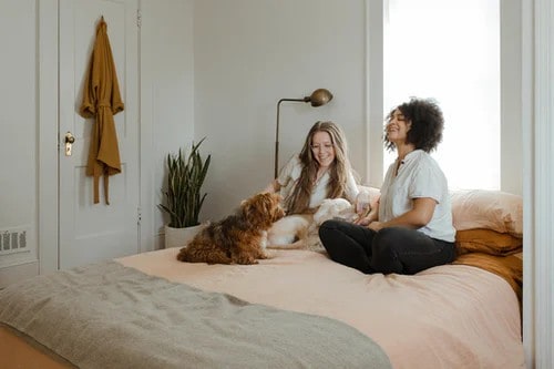 gifts-for-pets-
