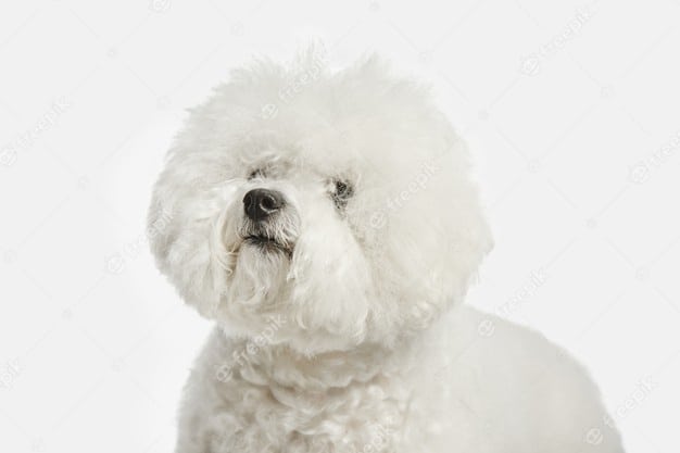 bichon frise dog