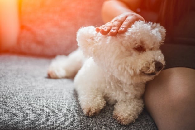 dog-with-its-owner_1088-567