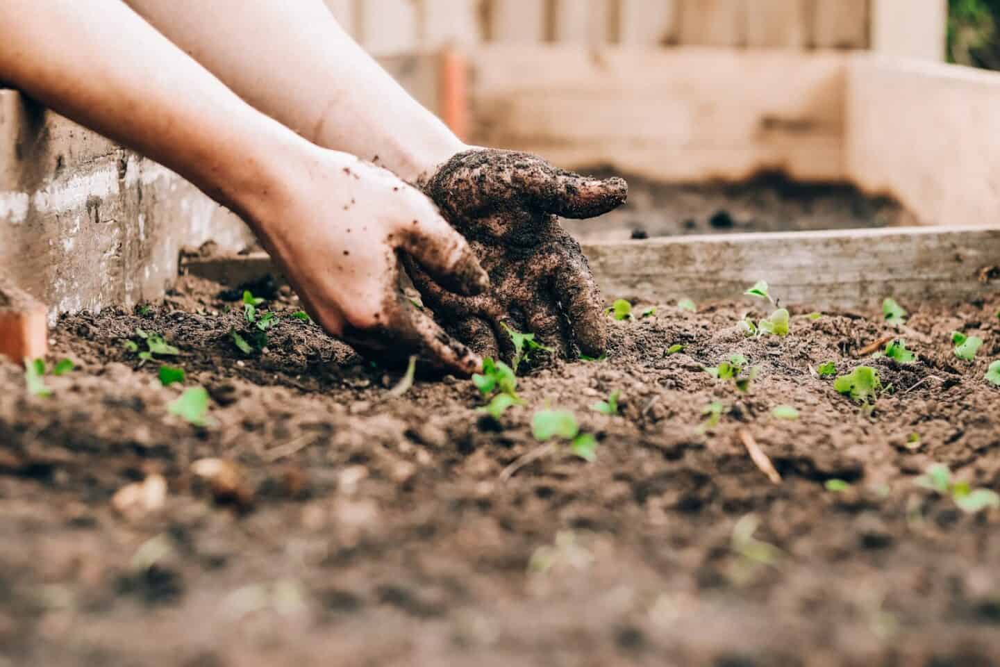 Choose Your Plants Wisely | Woman planting seedlings in a potting garden.