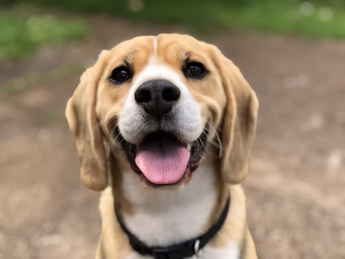 FIRST Dog tips