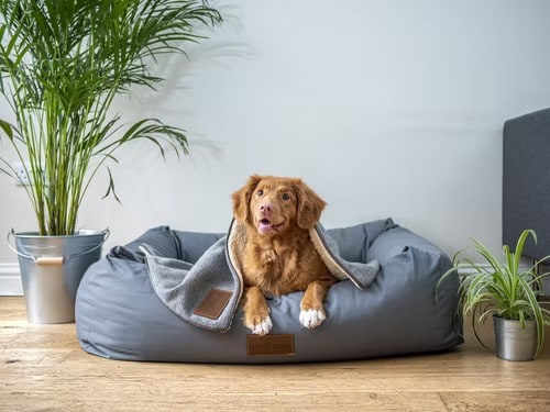 FIRST Dog tips