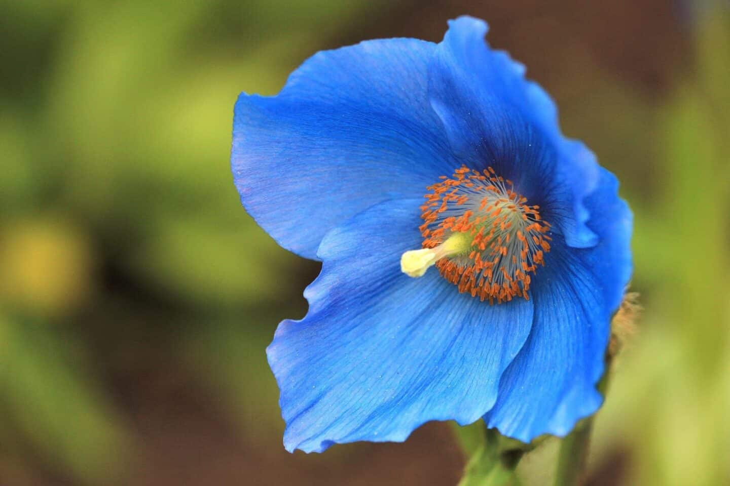 flowers you can grow at home